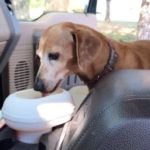 Dog water bowl clearance for car cup holder