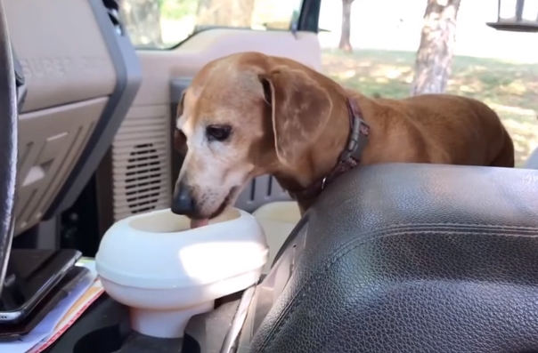 This Genius Pet Bowl Fits in Your Cup Holder, So Your Dog Can Easily Sip on  Road Trips